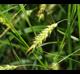 Carex cherokeensis
