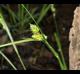 Carex complanata