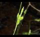 Carex complanata