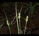 Carex complanata