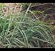 Carex crus-corvi