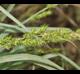 Carex crus-corvi