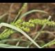 Carex crus-corvi
