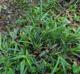 Carex flaccosperma