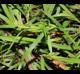Carex flaccosperma