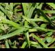 Carex flaccosperma