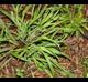 Carex flaccosperma