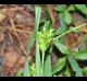 Carex flaccosperma