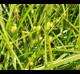 Carex frankii