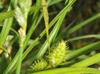 Carex frankii
