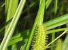 Carex frankii