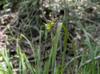 Carex intumescens