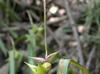 Carex intumescens
