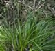 Carex intumescens