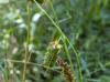Carex joorii