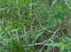 Carex joorii