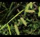 Carex joorii