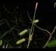 Carex joorii