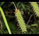 Carex joorii