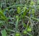 Carex louisianica
