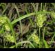 Carex louisianica