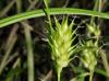 Carex louisianica