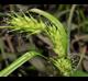 Carex louisianica