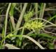 Carex louisianica