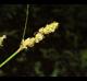 Carex muehlenbergii
