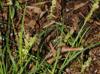 Carex muehlenbergii