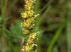 Carex muehlenbergii