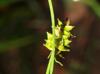 Carex muehlenbergii