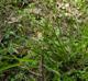 Carex oxylepis