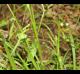 Carex oxylepis