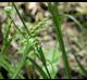 Carex oxylepis