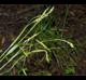 Carex oxylepis