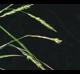 Carex oxylepis