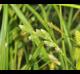 Carex ozarkana