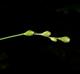 Carex ozarkana