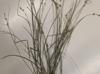Carex socialis