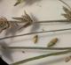 Carex socialis