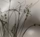 Carex socialis