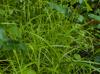 Carex tribuloides