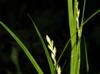 Carex tribuloides