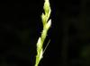 Carex tribuloides