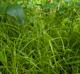 Carex tribuloides