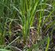 Carex typhina
