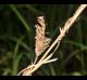 Carex typhina