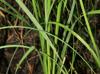 Carex typhina