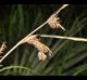 Carex typhina